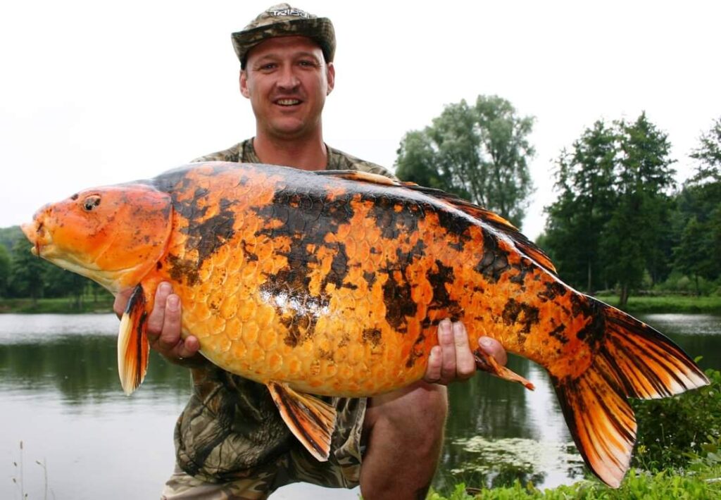 Largest Carp in a French Lake Fishing